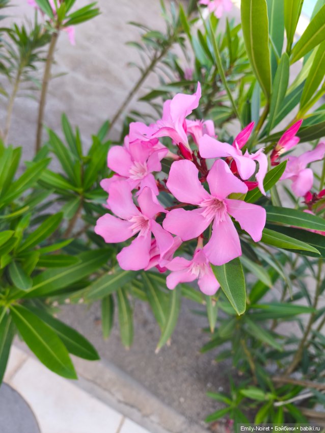 Мур-мурис (часть 4) — Туризм и путешествия: фотоотчеты из поездок