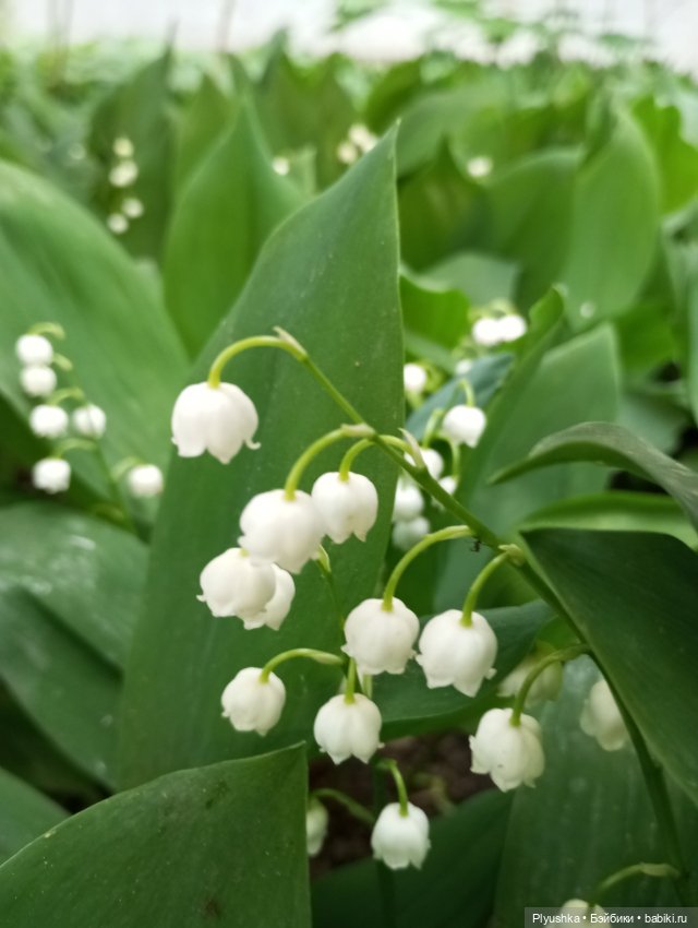 Ландыши - светлого мая привет (фото 6)