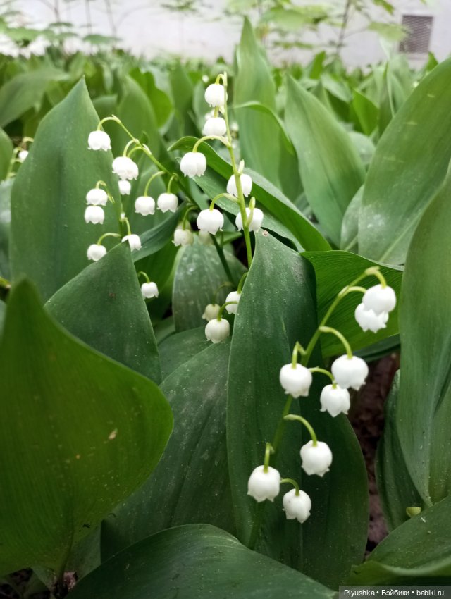 Ландыши - светлого мая привет (фото 3)