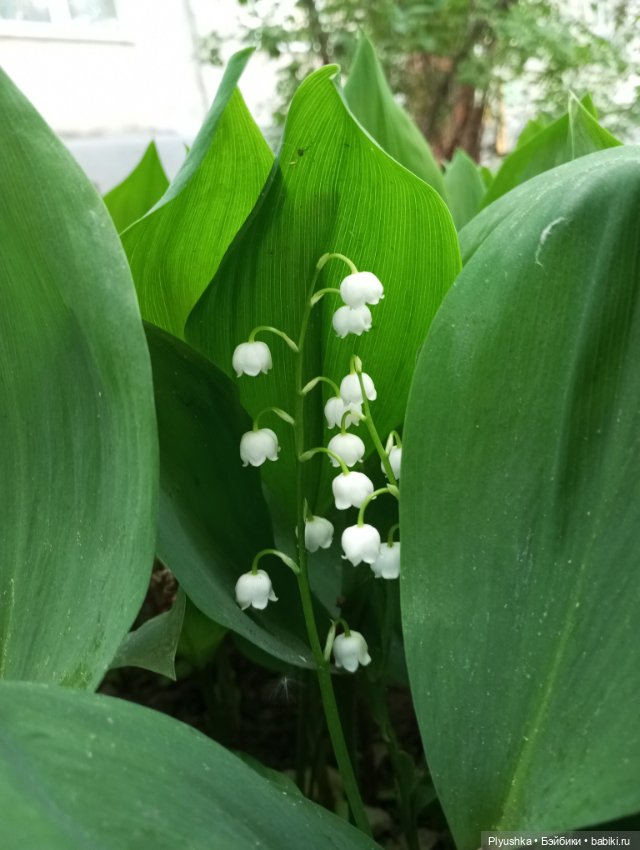 Ландыши - светлого мая привет (фото 5)
