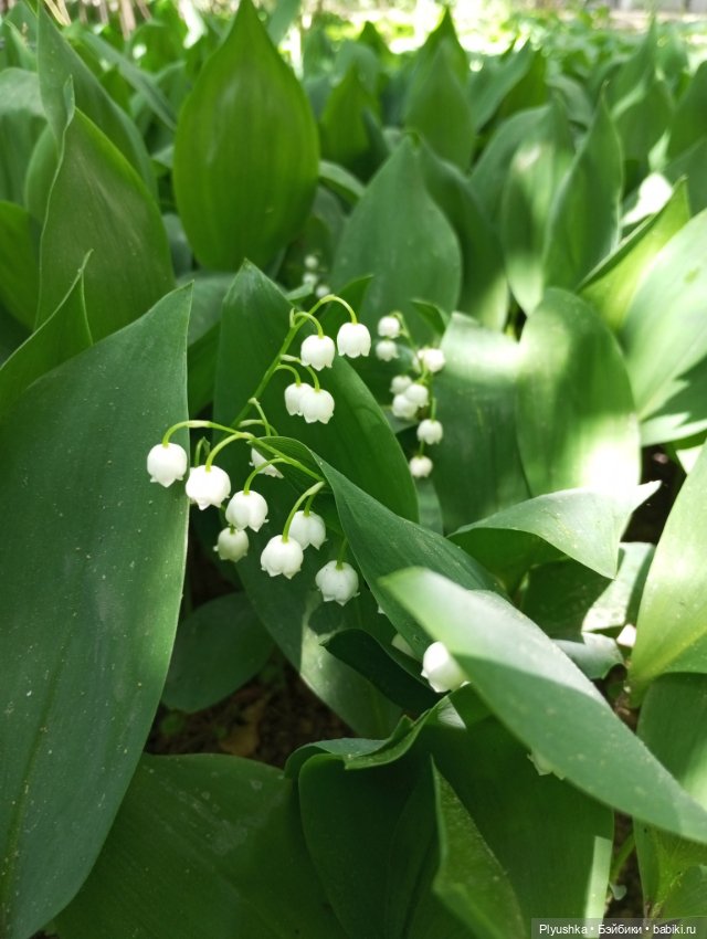 Ландыши - светлого мая привет