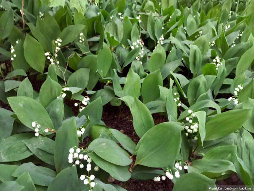 Ландыши - светлого мая привет (фото 2)