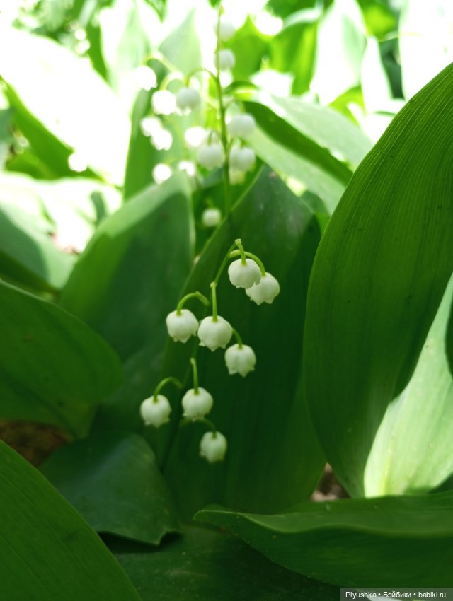 Ландыши - светлого мая привет