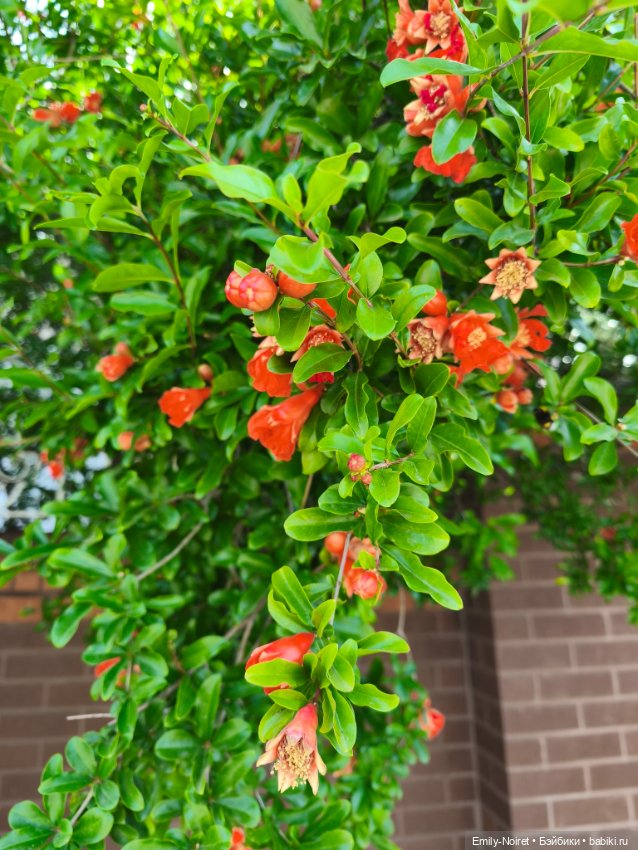 Мур-мурис (часть 6) — Туризм и путешествия: фотоотчеты из поездок (фото 10)