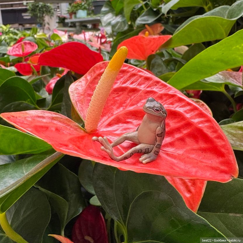 Улица, цветы, Акакий. Май-2025 (фото 3)