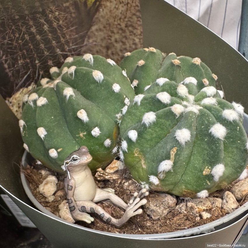 Улица, цветы, Акакий. Май-2025 (фото 5)