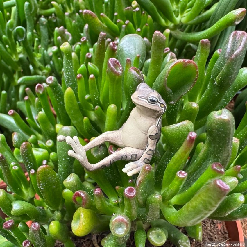 Улица, цветы, Акакий. Май-2025 (фото 7)