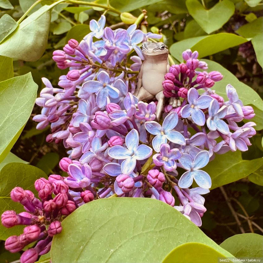 Улица, цветы, Акакий. Май-2025 (фото 6)