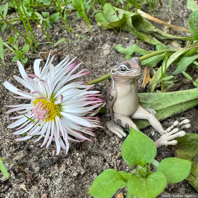 Улица, цветы, Акакий. Май-2025