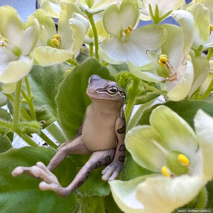 Улица, цветы, Акакий. Май-2025 (фото 10)