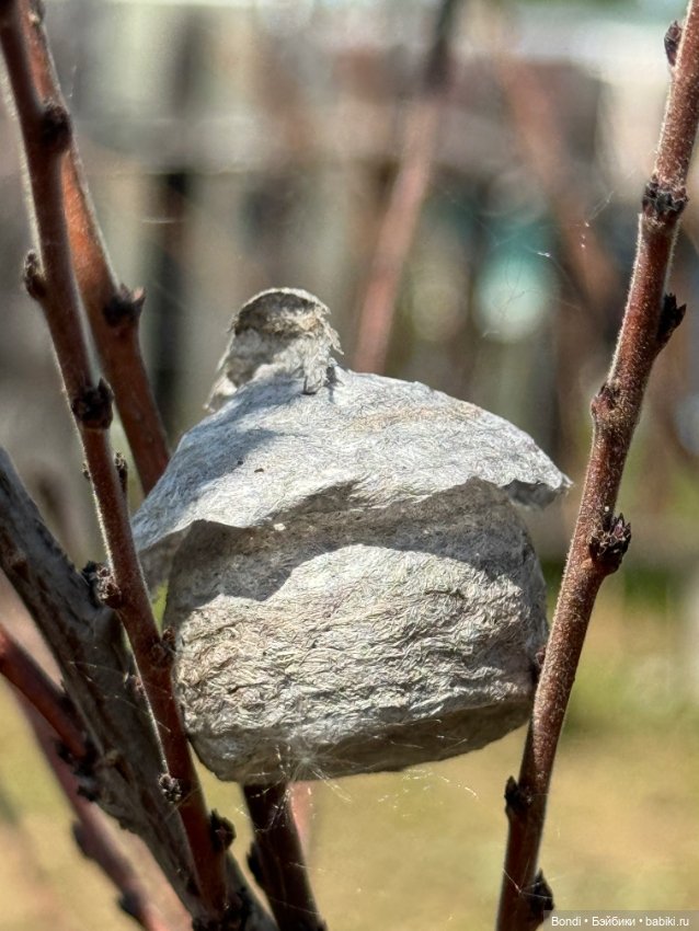 Новенький малыш Zeno — Игровые куклы разных производителей (Разное): редкие бренды