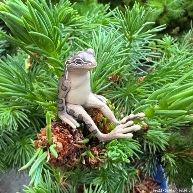 Улица, цветы, Акакий. Май-2025