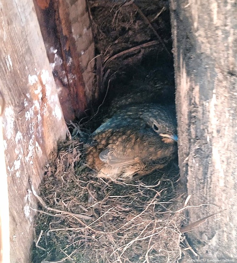 Про Нафочку. Хранительница чуда