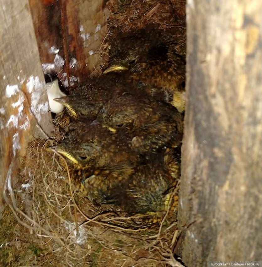 Про Нафочку. Хранительница чуда