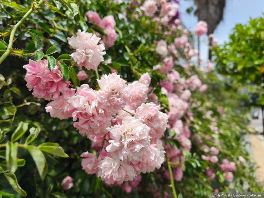 Мур-мурис (часть 7) — Туризм и путешествия: фотоотчеты из поездок