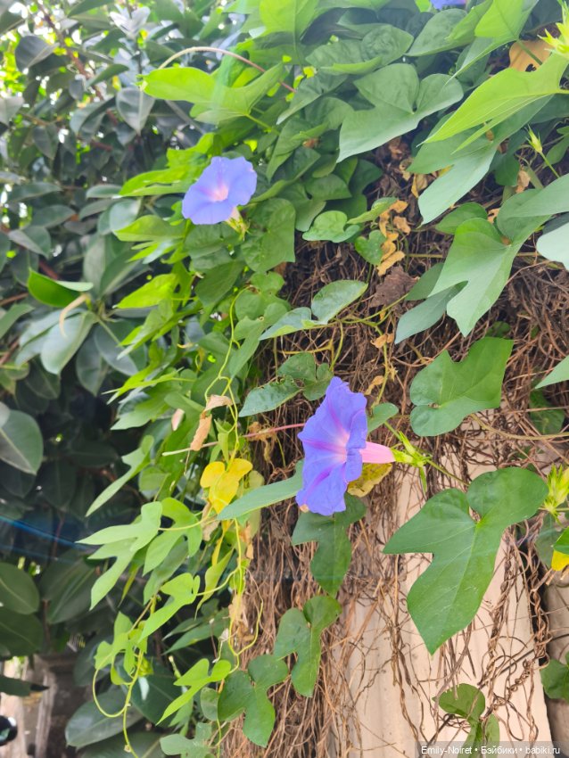 Мур-мурис (часть 7) — Туризм и путешествия: фотоотчеты из поездок