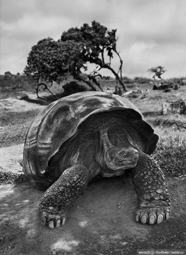 Себастьян Салгаду (Sebastião Salgado )фотографии о жизни людей (фото 5)
