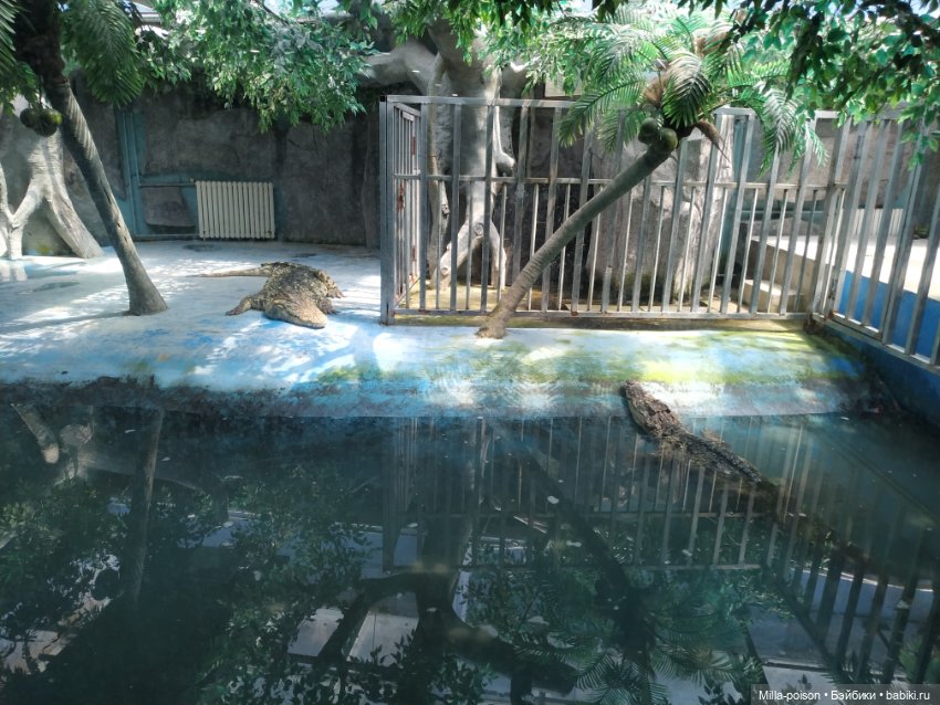 Сок Чжин в зоопарке города Цанчжоу