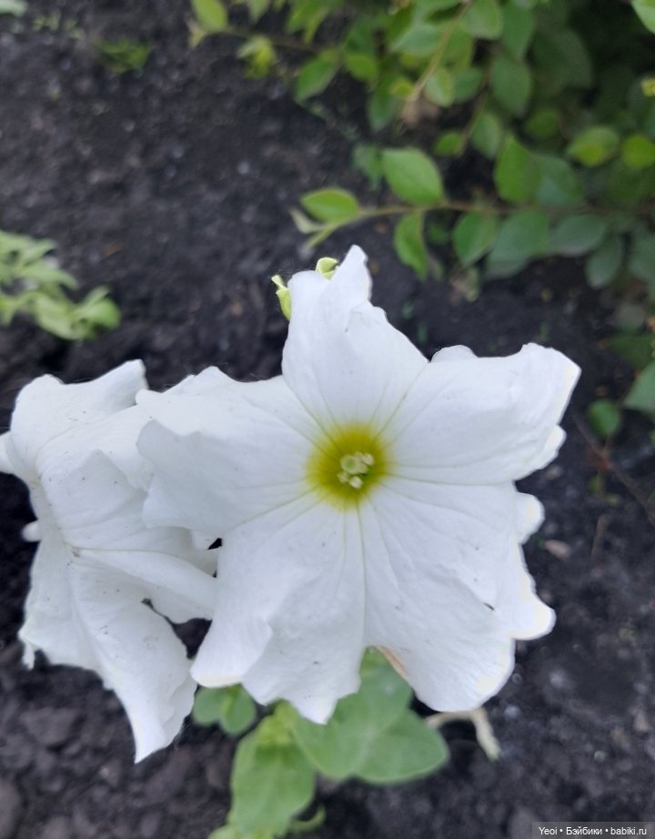 Кукла/фигурка Лучеано "Сицилийские истории". MJD (The Past In Sicily блайнд-бокс). 01