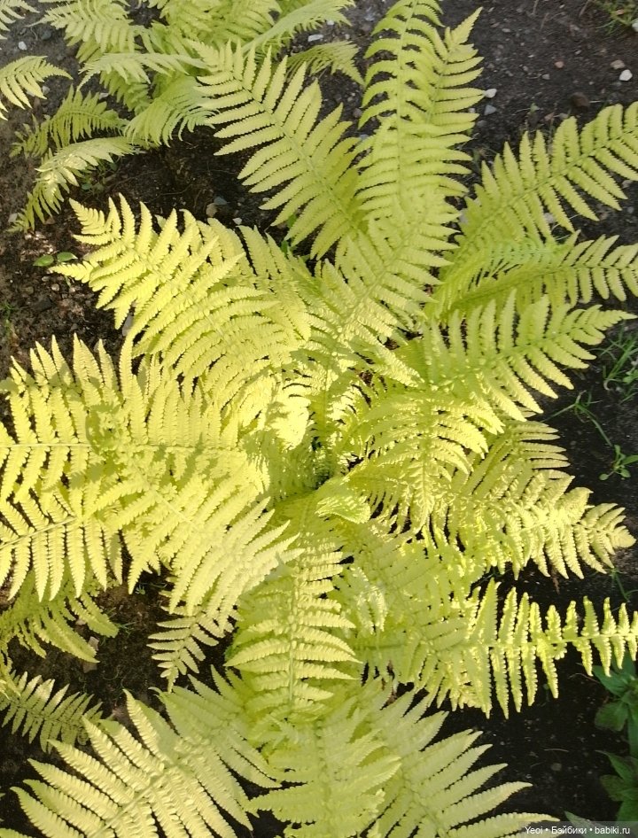 Кукла/фигурка Лучеано "Сицилийские истории". MJD (The Past In Sicily блайнд-бокс). 01