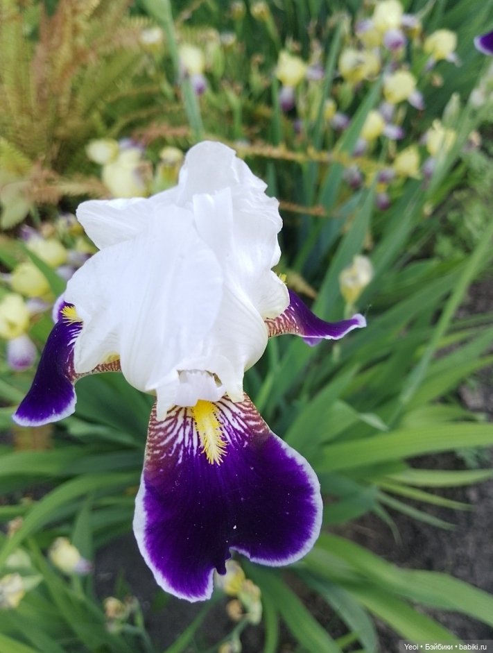 Кукла/фигурка Лучеано "Сицилийские истории". MJD (The Past In Sicily блайнд-бокс). 01