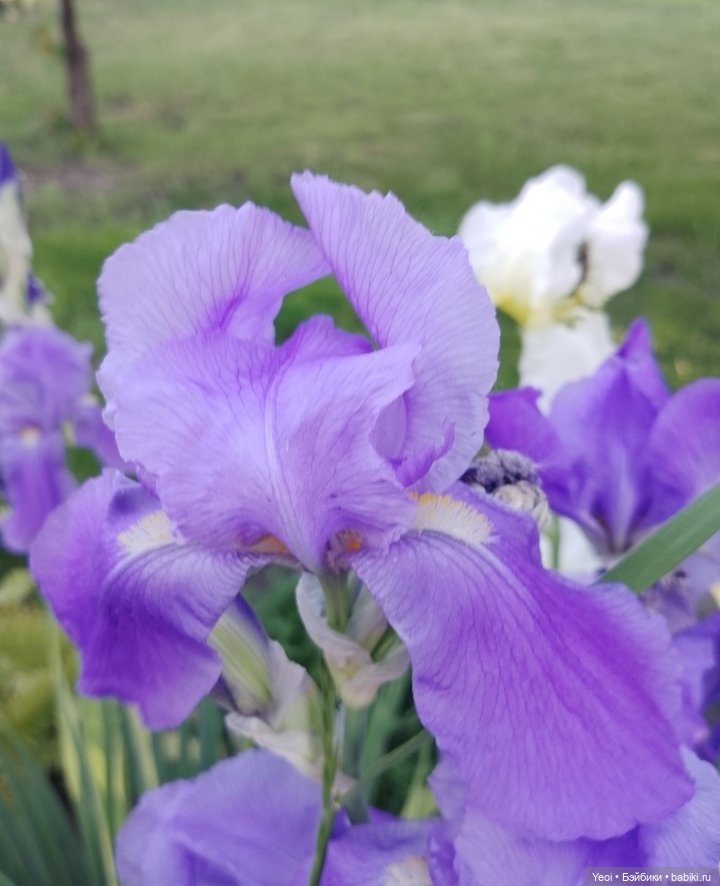 Кукла/фигурка Лучеано "Сицилийские истории". MJD (The Past In Sicily блайнд-бокс). 01