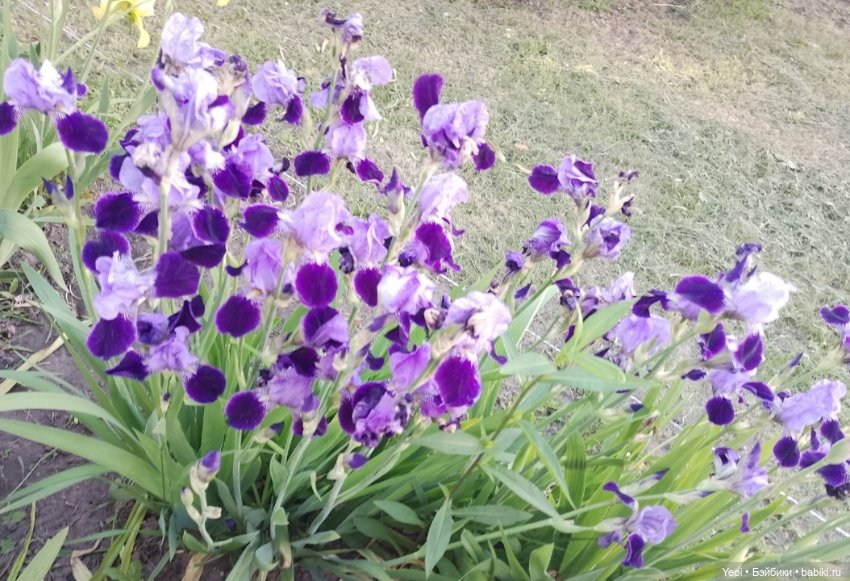 Кукла/фигурка Лучеано "Сицилийские истории". MJD (The Past In Sicily блайнд-бокс). 01