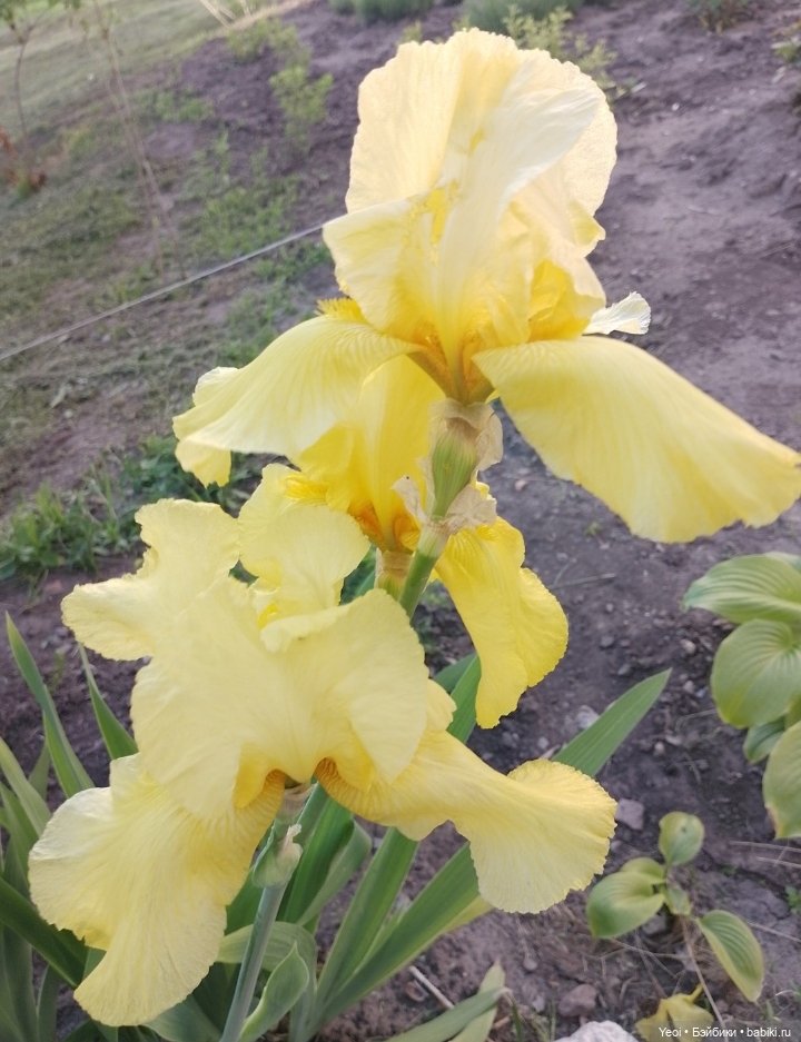 Кукла/фигурка Лучеано "Сицилийские истории". MJD (The Past In Sicily блайнд-бокс). 01