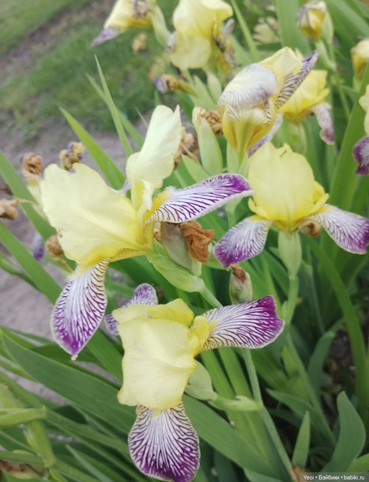 Кукла/фигурка Лучеано "Сицилийские истории". MJD (The Past In Sicily блайнд-бокс). 01