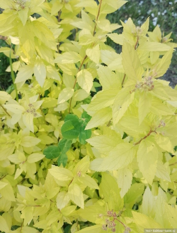 Кукла/фигурка Лучеано "Сицилийские истории". MJD (The Past In Sicily блайнд-бокс). 01