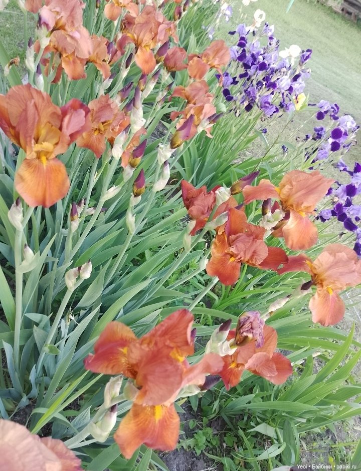 Кукла/фигурка Лучеано "Сицилийские истории". MJD (The Past In Sicily блайнд-бокс). 01