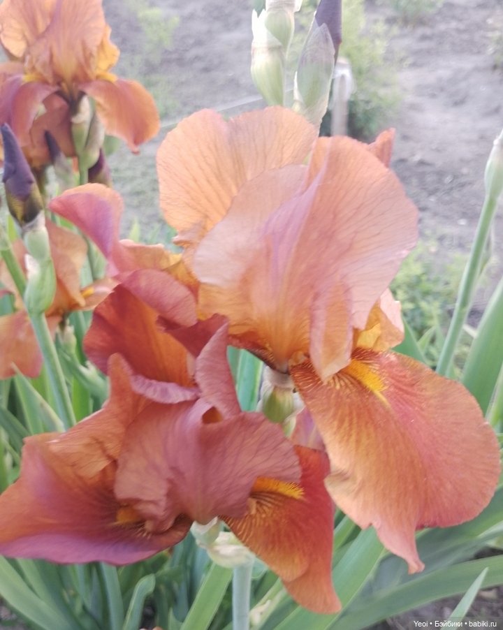 Кукла/фигурка Лучеано "Сицилийские истории". MJD (The Past In Sicily блайнд-бокс). 01