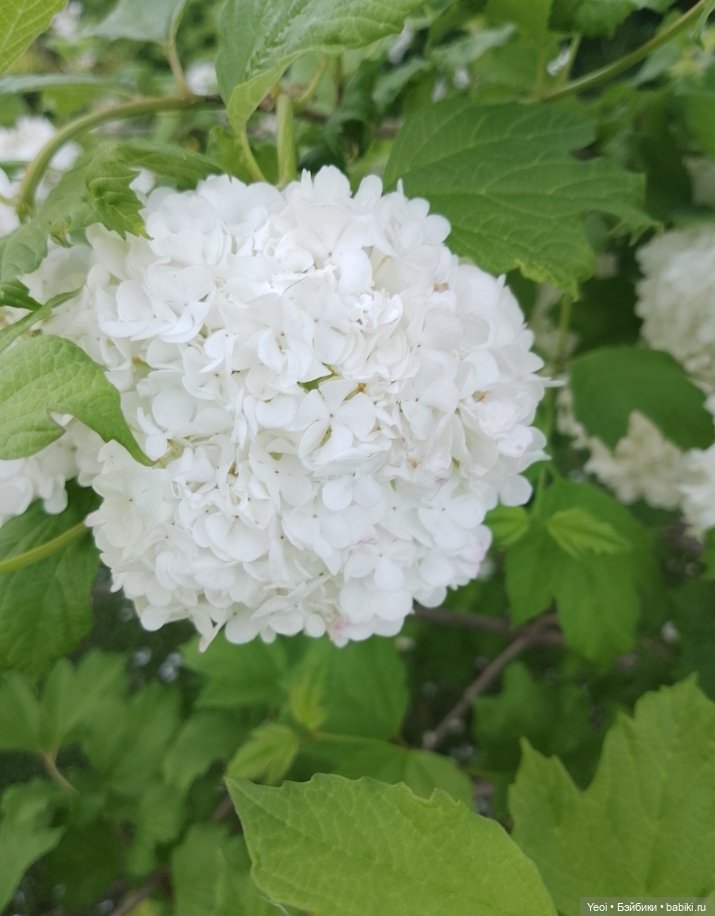 Кукла/фигурка Лучеано "Сицилийские истории". MJD (The Past In Sicily блайнд-бокс). 01