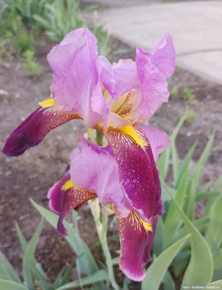 Кукла/фигурка Лучеано "Сицилийские истории". MJD (The Past In Sicily блайнд-бокс). 01