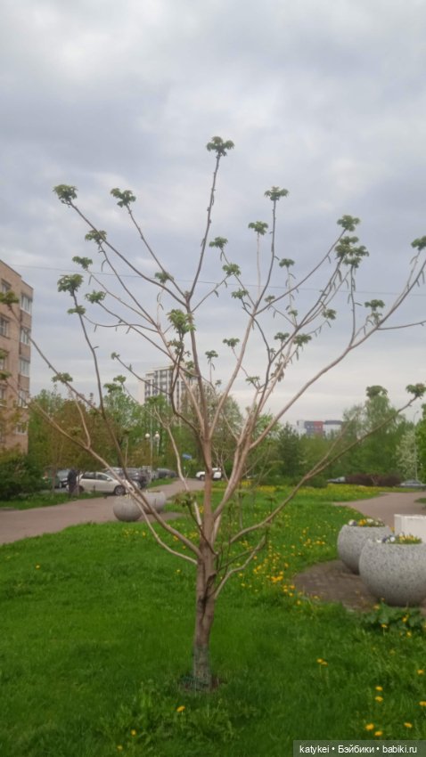 Кот и тигр игрушки из детства (фото 10)