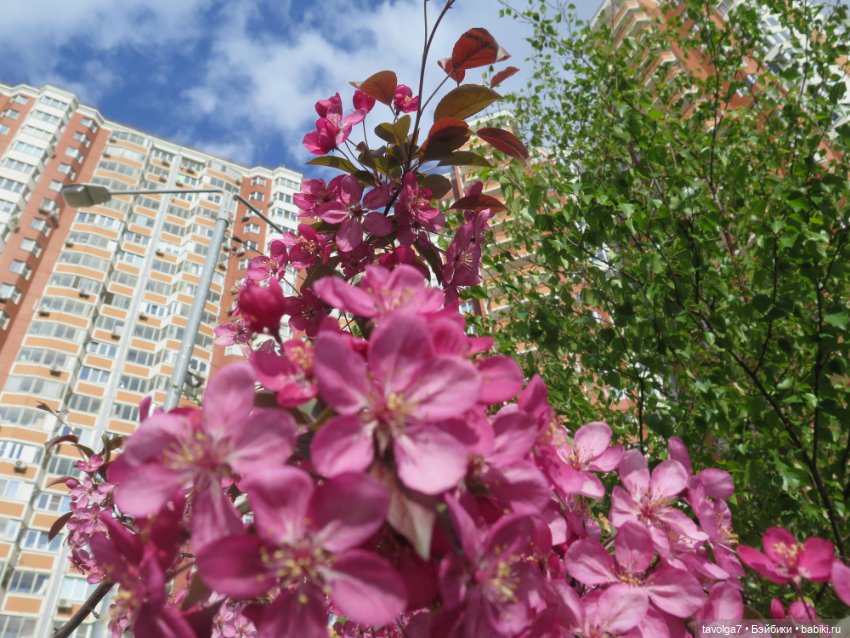 Ми-ми-ми-ми, мини панды — Игровые куклы разных производителей (Разное): редкие бренды (фото 3)