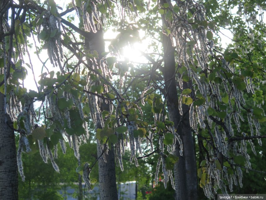 SeaSters и берёзки — Игровые куклы разных производителей (Разное): редкие бренды (фото 5)