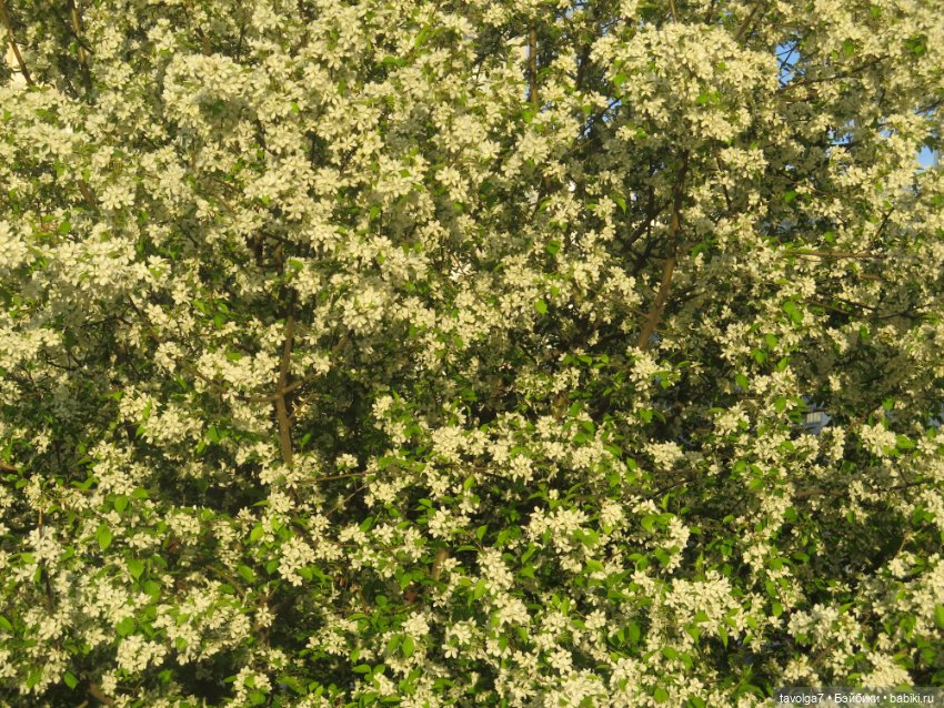 SeaSters и берёзки — Игровые куклы разных производителей (Разное): редкие бренды