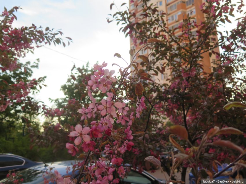 Ми-ми-ми-ми, мини панды — Игровые куклы разных производителей (Разное): редкие бренды