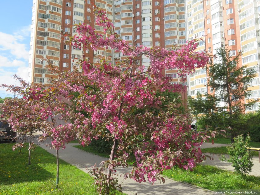 Ми-ми-ми-ми, мини панды — Игровые куклы разных производителей (Разное): редкие бренды (фото 5)