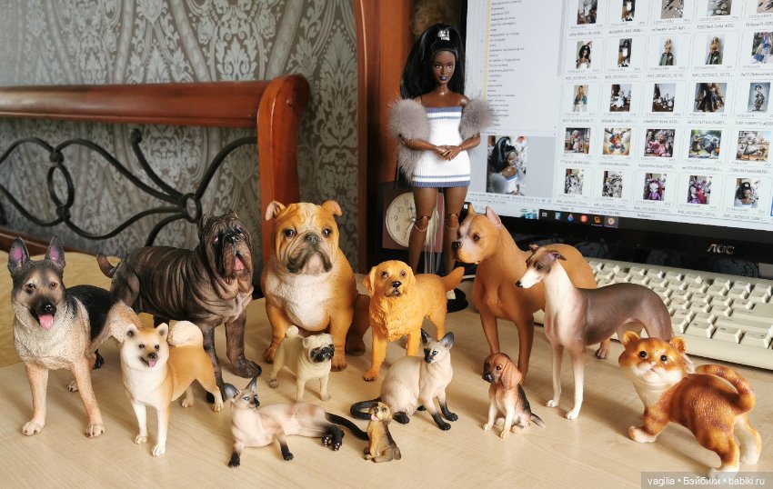 Новый питомец — В мире животных: смешные фото питомцев и зверей (фото 9)