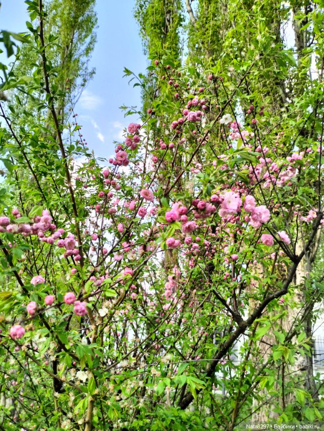 Плюшечки от Heidi Plusczok весной. Часть 1. Лей Ли в красном