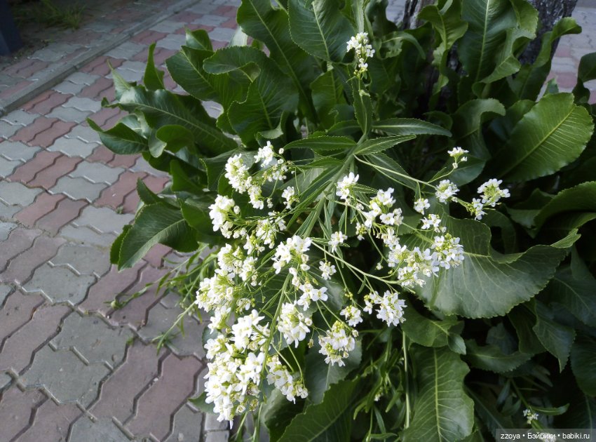 Внезапное лето — Гибриды шарнирных кукол (не БЖД): подбор тела