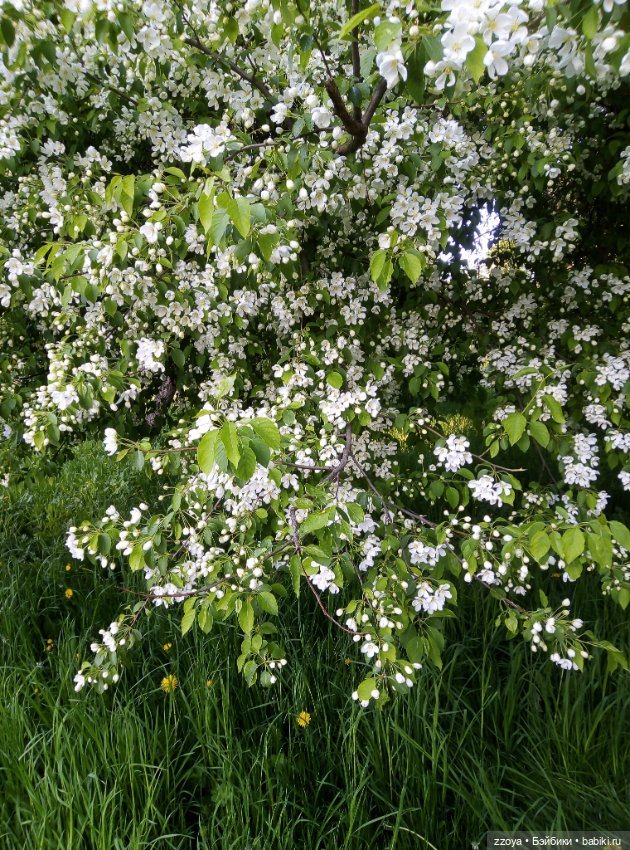Внезапное лето — Гибриды шарнирных кукол (не БЖД): подбор тела