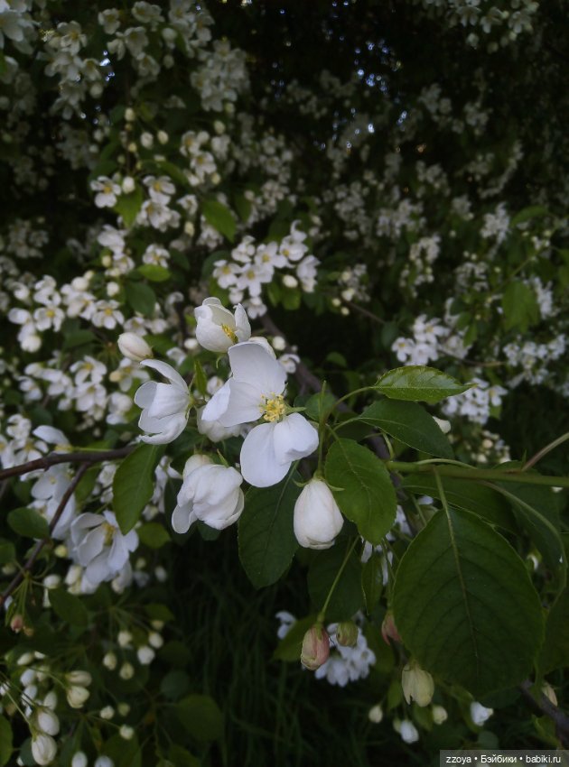 Внезапное лето — Гибриды шарнирных кукол (не БЖД): подбор тела (фото 5)