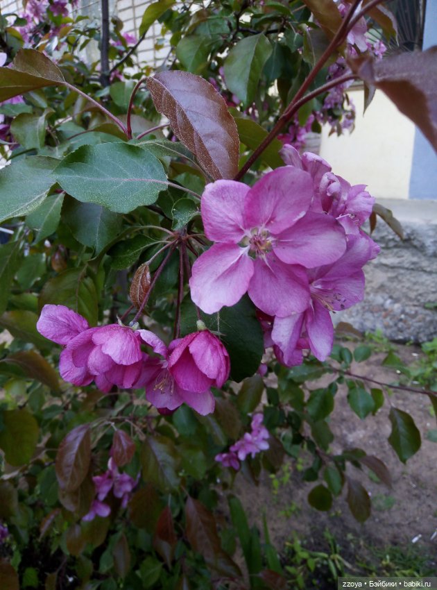 Внезапное лето — Гибриды шарнирных кукол (не БЖД): подбор тела (фото 9)