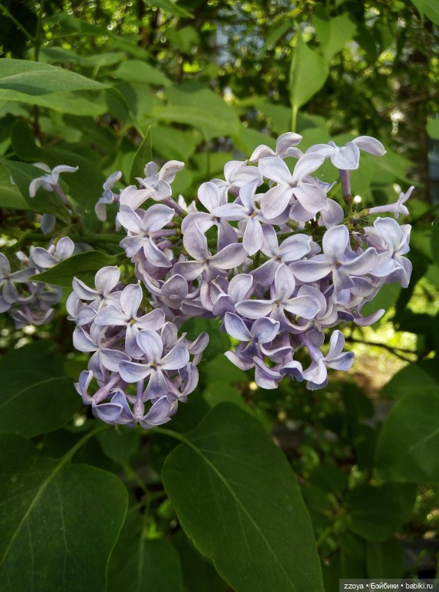 Внезапное лето — Гибриды шарнирных кукол (не БЖД): подбор тела (фото 7)