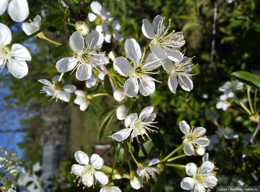 Внезапное лето — Гибриды шарнирных кукол (не БЖД): подбор тела (фото 3)