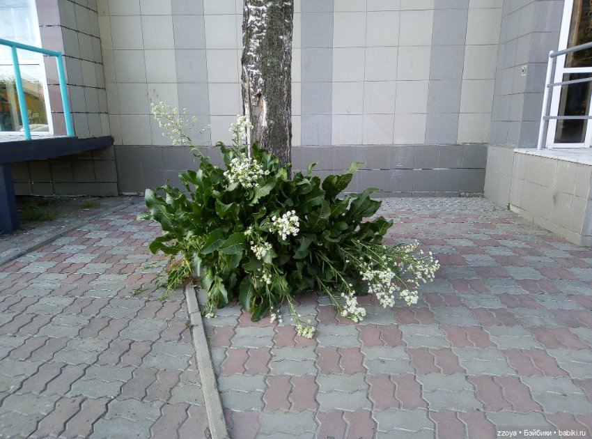 Внезапное лето — Гибриды шарнирных кукол (не БЖД): подбор тела