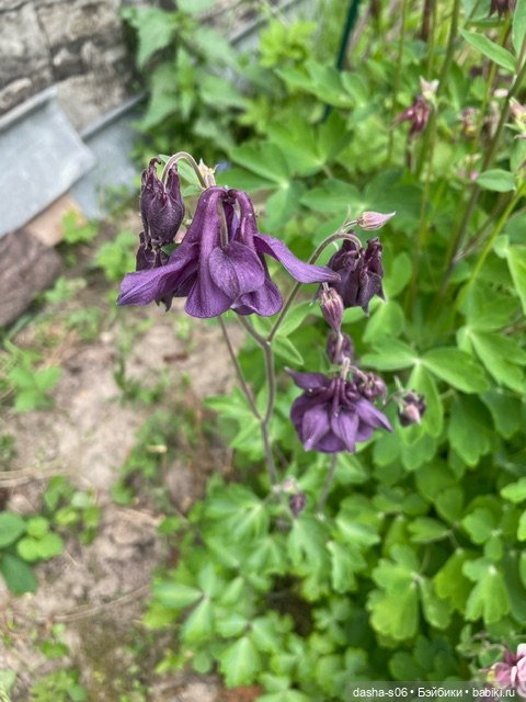 На дачу с Мышкой и котом)